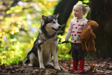 Köpekle gezen çocuk. Sonbahar parkında köpekle oynayan bir çocuk. Küçük kız şirin Husky 'ye sarılıyor. Çocuk ve köpek. Evcil köpekli bir çocuk. Sonbahar yeşilliğinde şirin bir köpek yavrusu. Yumuşak köpek ve çocuk portresi. Köpek dostları