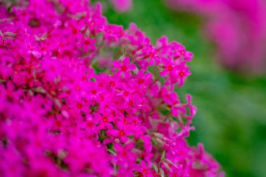 Moss Plox. Çiçek arkaplanı. Bahar arka planı. Çiçek açan doğal bir geçmişi var. Çiçek açan çiçekler. Bahar çiçeği şablonu. Bahar tasarımı için çiçek dokusu. Gelişmiş arkaplan