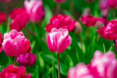 Lale tarlasında bahar çiçeği. Parktaki renkli, canlı laleler. Lale çiçeği arka planı. İlkbahar ya da yaz aylarında güneş ışığı manzarasında güzel kırmızı laleler. İnanılmaz bahar doğası. Bahçedeki laleler