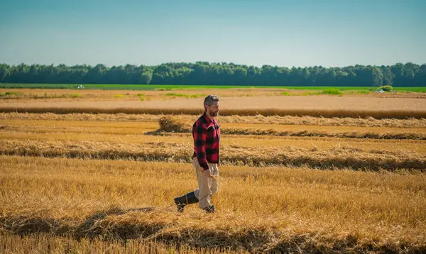 Hasat zamanı. Tarlada çalışan bir adam. Kırsal kesimde geleneksel tarım. Hasat tarlaları olan çiftlik arazisi. Olgun arpa toplayan çiftçi. Çiftçi hasatı kontrol ediyor. Hasadı denetleyen adam.