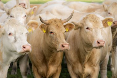 Çiftlikte otlayan inek. Çayırda inek var. Yeşil alanda otlayan çiftlik hayvanları. Sığır ve buzağılarla tarım hayatı. Kırsal alanda bir inek. Otlaklı sığır çiftliği. Süt ineği tarlada