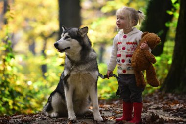 Köpekle gezen çocuk. Sonbahar parkında köpekle oynayan bir çocuk. Küçük kız şirin Husky 'ye sarılıyor. Çocuk ve köpek. Evcil köpekli bir çocuk. Sonbahar yeşilliğinde şirin bir köpek yavrusu. Yumuşak köpek ve çocuk portresi. Köpek dostları