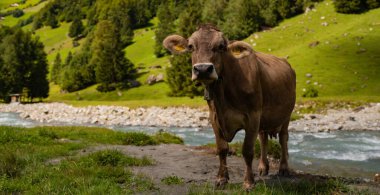 Dağdaki inek. Alpler 'in otlağındaki inekler. İnekler çiftlik doğası. Sığırlar ot yer, otlaklarda otlar. Tarımsal bir çiftlikte inek sürüsü. Bahçedeki inek. İnek yeşil çayırda otluyor. Holstein inek