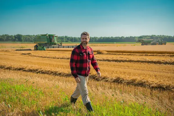 Çiftçi buğday tarlasını kontrol ediyor. Çiftçi çiftlikteki hasatı inceliyor. Altın buğday çiftçiliğe hazır. Çiftçilerin ektiği topraklar. Çiftçi bitkilerin büyümesini inceliyor. Tarlada yürüyen bir tarım işçisi