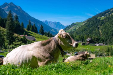 Otlakta otlayan sığırlar. Sığır sürüsü. Çiftlik hayvanı ineği yeşil çimlerle besleniyor. Otlayan inekler otlak arazide otlar. Çiftlikteki sığırlar. Kırsalda otlayan inekler. İneklerle birlikte çayırı açın. Sığır sürüsü