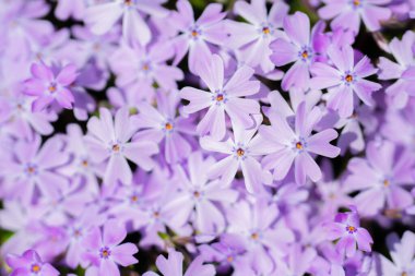 Çiçekler çiçek açar. Moss Plox. Çiçek arkaplanı. Çiçek açan doğal bir geçmişi var. Bahar çiçekleri. Bahar çiçeği şablonu. Bahar tasarımı için çiçek dokusu. Gelişmiş arkaplan