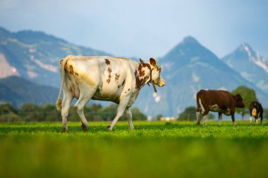 Tarlalarda inek. Sığır çiftliği. Otlayan inekle güneşli çayır. Çimenli bir çayırda inek sürüsü. Doğadaki sığırlar. İnek otlağı. Kırsal çiftlik hayvanları. Otlayan inek. Süt ürünleri.