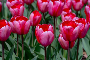 Bu bir lale. Bahar çiçeği.