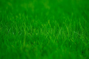 Boş çim tarlası. Bahçe manzarası. Yaban otlağı. Çimen arka planı. Canlı yeşil bir ortam. Yeşil çimenli arazi. Yaz kırsalında. Yeşil zemin. Çimen deseni. Çiçek açan çayır