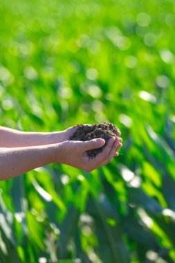 Çiftçi toprağı elinde tutuyor. Çiftçilerin eli toprakta. Mısır hasadı için toprak. İşçi çiftlikteki toprağı inceler. Kırsal alanda tarım işindeyim. Çiftçilik için toprak