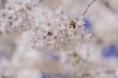 Bahar çiçeği arka planı. Beyaz çiçeklerle çiçek açan ağaç dalı
