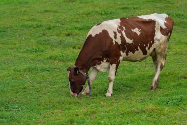 Otlakta otlayan sığırlar. Sığır sürüsü. Çiftlik hayvanı ineği yeşil çimlerle besleniyor. Otlakta otlayan inek çayırı. Çiftlikteki sığırlar. Köyde otlayan inek. İnek ile çayırı açın. Sığır sürüsü