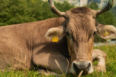 Otlaktaki inekler. İnek huzur içinde otluyor. Sığırlı yaz çayırı. Kırsalda inek otlatıyor. Çiftlik hayatı ve çiftlik hayvanları. Süt ineğiyle otlak alanı