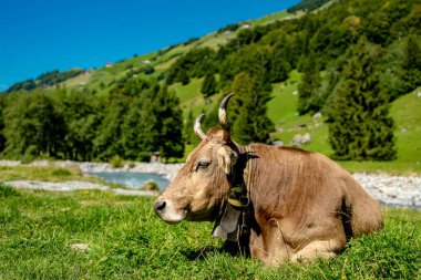 Çimenlikteki inek. İnek huzur içinde otluyor. Sığırlı yaz çayırı. Kırsalda inek otlatıyor. Kırsal yaşam ve çiftlik hayvanları. Süt ineğiyle otlak alan
