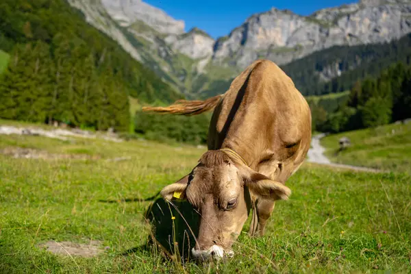 Otlakta otlayan sığırlar. Sığır sürüsü. Çiftlik hayvanı ineği yeşil çimlerle besleniyor. Otlakta otlayan inek çayırı. Tarladaki sığırlar. Köyde otlayan inek. İnek ile çayırı açın. Sığır sürüsü