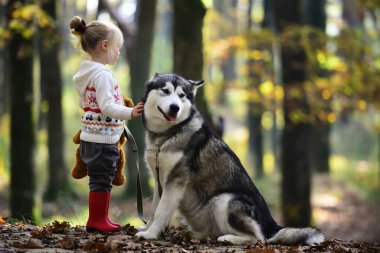 Köpekle gezen çocuk. Sonbahar parkında köpekle oynayan bir çocuk. Küçük kız şirin Husky 'ye sarılıyor. Çocuk ve köpek. Evcil köpekli bir çocuk. Sonbahar yeşilliğinde şirin bir köpek yavrusu. Yumuşak köpek ve çocuk portresi