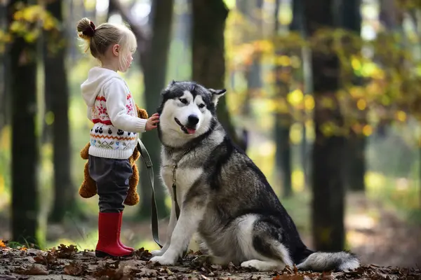 Köpekle gezen çocuk. Sonbahar parkında köpekle oynayan bir çocuk. Küçük kız şirin Husky 'ye sarılıyor. Çocuk ve köpek. Evcil köpekli bir çocuk. Sonbahar yeşilliğinde şirin bir köpek yavrusu. Yumuşak köpek ve çocuk portresi