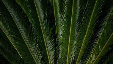 Avuç içi yaprakları. Yeşil yapraklı duvar kağıdı. Egzotik orman yaprakları. Geriye tropik yeşillik bırakır. Avuç içi yaprağı yakın çekim. Yaprak deseni. Avuç içi yaprakları. Yeşil avuç arkaplanı