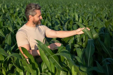 Bir çiftçi mısır tarlasını inceliyor. Erkek çiftçi dışarıda, tarlada çalışıyor. Tarım işçisi çiftçi mısır hasat ediyor. Bir adam mısır tarlasını inceliyor. Çiftçi çiftlikte mısır yetiştirir.