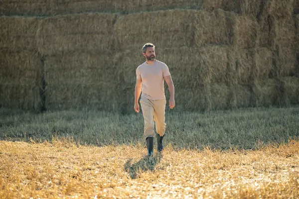 Hasat edilen samanların üzerinde çiftçi portresi. Çiftçi saman balyalarını stokluyor. Buğday tarlasında çiftçi Hasat Saman 'dan sonra. Hasattan sonra ekinler. Çiftlik yaşam tarzı. Ahır, Hay Yuvarlanmış Balyalar