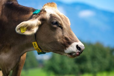 Otlaktaki inekler. İnek huzur içinde otluyor. Sığırlı yaz çayırı. Kırsalda inek otlatıyor. Çiftlik hayatı ve çiftlik hayvanları. Süt ineğiyle otlak alanı