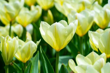 Çiçek baharı. Bir avuç lale. Bahar çiçeklerini kapat. Bahçede açan muhteşem laleler. Lale çiçeği bitkileri. Bahar çiçeği arkaplanı