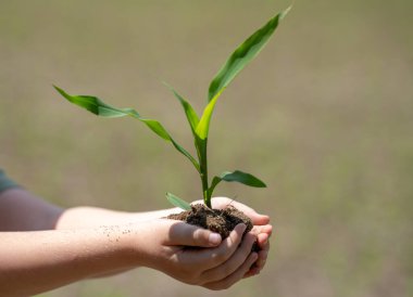 Toprakta filizlenen çocuk. Elinde mısır filizi tutan çocuk. Baharda çiftçilik yapan genç bir çocuk. Mısırlı filizli çocuk eli. Mısır yetiştiriyorum. Kırsalda küçük bir çiftçi. Çocukların elinde mısır filizleri