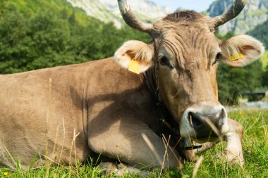 İnekler çayırda otluyor. Sığır sürüsü. Çiftlik hayvanı ineği yeşil çimlerle besleniyor. Otlayan inekler otlak arazide otlar. Çiftlikteki sığırlar. Kırsalda otlayan inek sürüsü. İneklerle birlikte çayırı açın. Sığır sürüsü