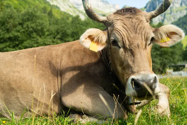 İnekler çayırda otluyor. Sığır sürüsü. Çiftlik hayvanı ineği yeşil çimlerle besleniyor. Otlayan inekler otlak arazide otlar. Çiftlikteki sığırlar. Kırsalda otlayan inek sürüsü. İneklerle birlikte çayırı açın. Sığır sürüsü