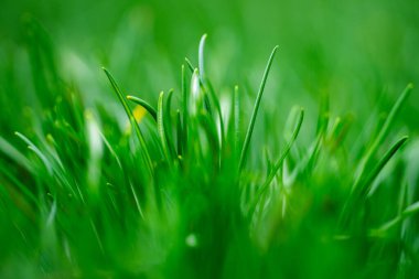 Çimen arka plan dokusu. Pankart için çim deseni. Açık çimen ortamı. Bahçe çimenleri. Taze çimenlik alan