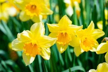 Narcissus çiçeği çiçek açtı. Bahar narsisleri çiçek açar. Bahçedeki Narcissus çiçekleri. Çiçek açan bir narsistin yakın çekimi. Çiçekler bahar arkaplanı