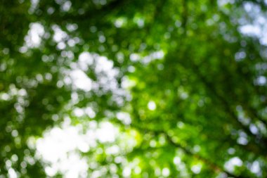 Ormanda bulanık yeşillik arka planda doğa yeşil yaprak ve fotokopi alanı ile güneş ışığı. Doğal yeşil bitkilerin arka planı, ekoloji duvar kağıtları. Bahar doğasının bulanık arkaplanı