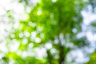 Orman geçmişi. Yeşil yaprak fon. Doğa yaprağı arka planı. Yeşil yapraklı orman yeşillik arka planı. Ormanda yeşil. Yeşil bitkiler. Yeşillik üzerindeki doğa yaprağı bulanıklaştı