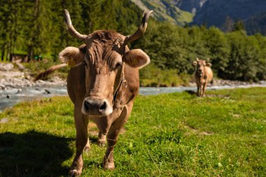 Süt inekleri. Meadow 'da inek. Çimenlikteki sığırlar. Çimenli otlaktaki inek. İnek otlağı dışarıda. İnekler yaz otlaklarında otlar. İneklerle dolu kırsal araziler. Otlaktaki inekler. Çiftlik arazisinde otlayan sığır ineği