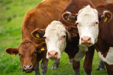 Çimenlikteki inek. İnek huzur içinde otluyor. Sığırlı yaz çayırı. Kırsalda inek otlatıyor. Kırsal yaşam ve çiftlik hayvanları. Süt ineğiyle otlak alan