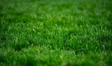 Yeşil çim alan arkaplanı. Çimlerin yemyeşil yakın görüntüsü. Doğal çim yüzey tasarımı. Pankart için çim deseni. Açık çimen ortamı. Bahçe çimenli arka plan
