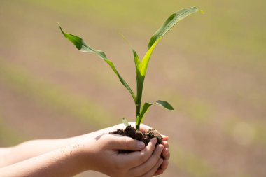 Çocuk toprağa tohum ekiyor. Elinde mısır filizi tutan çocuk. Baharda çiftçilik yapan genç bir çocuk. Mısır tarlasında çocuk eli. Mısır yetiştiriyorum. Küçük çiftçi. Çocukların elinde mısır filizleri. Çocuk bakımı ve büyüme mısırı