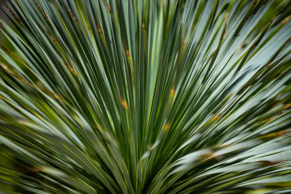 Avuç içi yaprakları. Yeşil yapraklı duvar kağıdı. Egzotik orman yaprakları. Geriye tropik yeşillik bırakır. Avuç içi yaprağı yakın çekim. Yaprak deseni. Avuç içi yaprakları. Yeşil avuç arkaplanı