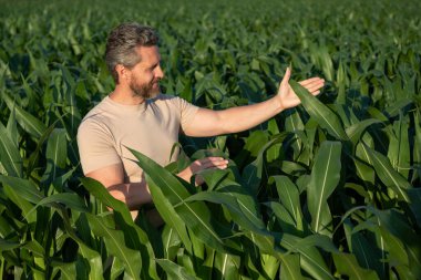Bir çiftçi mısır tarlasını inceliyor. Erkek çiftçi dışarıda, tarlada çalışıyor. Tarım işçisi çiftçi mısır hasat ediyor. Bir adam mısır tarlasını inceliyor. Çiftçi çiftlikte mısır yetiştirir.