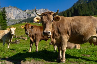Otlakta otlayan sığırlar. Sığır sürüsü. Çiftlik hayvanı ineği yeşil çimlerle besleniyor. Otlayan inekler otlak arazide otlar. Çiftlikteki sığırlar. Otlakta otlayan inekler. İneklerle birlikte çayırı açın. Sığır sürüsü