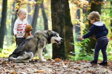 Köpekle gezen çocuk. Sonbahar parkında köpekle oynayan bir çocuk. Küçük kız şirin Husky 'ye sarılıyor. Çocuk ve köpek. Evcil köpekli bir çocuk. Sonbahar yeşilliğinde şirin bir köpek yavrusu. Yumuşak köpek ve çocuk portresi. Köpek dostları