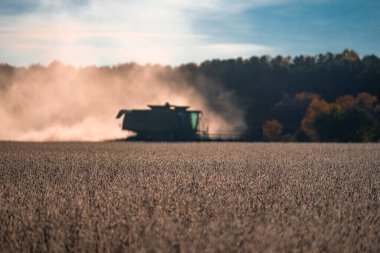 Saman ve tahıl hasadı. Buğday tarlasında hasatçıyı birleştir. Kırsal kesimde hasat. Hasat makinelerini birleştirin. Tarımsal Kombine hasat makinesi iş başında. Kırsal alan, hasat makinesiyle birleşiyor.