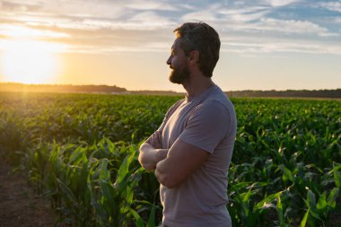 Bir çiftçi gün batımında mısır tarlasını inceler. Erkek çiftçi dışarıda, tarlada çalışıyor. Tarım işçisi çiftçi mısır hasat ediyor. Bir adam mısır tarlasını inceliyor. Çiftçi çiftlikte mısır yetiştirir.