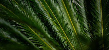 Avuç içi yaprakları. Yeşil palmiye yaprakları duvar kağıdı. Egzotik orman yaprakları. Geriye tropik yeşillik bırakır. Avuç içi yaprağı yakın çekim. Tropik yaprak deseni. Doğa palmiyesi tasarımı. Yeşil arkaplan