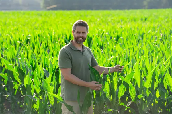 Bir çiftçi çiftlikteki mısır tarlasında. Çiftçi mısır yetiştirmek için çiftlikte çalışıyor. Kırsal kesimde bir erkek çiftçinin portresi. Tarım işçisi, çiftçi. Mısır koçanı hasadı. Kırsal alanda bir adam