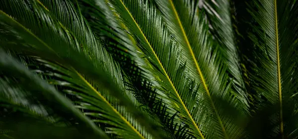 Avuç içi yaprakları. Yeşil palmiye yaprakları duvar kağıdı. Egzotik orman yaprakları. Geriye tropik yeşillik bırakır. Avuç içi yaprağı yakın çekim. Tropik yaprak deseni. Doğa palmiyesi tasarımı. Yeşil arkaplan