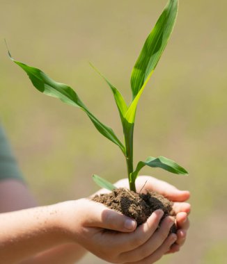 Toprakta filizlenen çocuk. Elinde mısır filizi tutan çocuk. Genç çocuk çiftçilik yapıyor. Elinde mısır filizleri olan çocuk eli. Çocukların elinde filizlenen mısırları kapat.