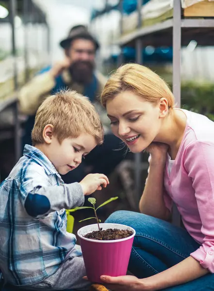 Aile bir serada birlikte çalışıyor. Baba, anne ve çocuk Eko çiftliğindeki küçük bir seraya sebze ekiyor. Aile için sera. Serada organik tarım. Aile çiftçileri