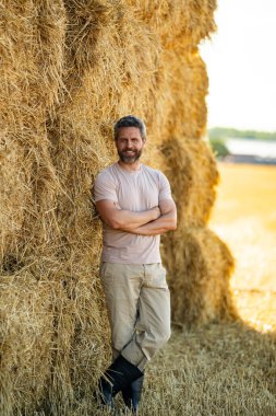 Buğday tarlasında çiftçi Hasat Saman 'dan sonra. Hasattan sonra ekinler. Çiftlik yaşam tarzı. Ahır, Hay Rolled Bales. Çiftlikte Saman. Çiftlik hayvanları yetiştiriciliği. Tarım işletme konsepti