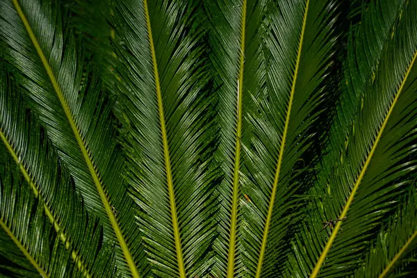 Avuç içi yaprakları. Yeşil yapraklı duvar kağıdı. Egzotik orman yaprakları. Geriye tropik yeşillik bırakır. Avuç içi yaprağı yakın çekim. Tropik yaprak deseni. Avuç içi yaprakları. Yeşil avuç arkaplanı